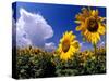 Sunflowers, Colorado, USA-Terry Eggers-Stretched Canvas