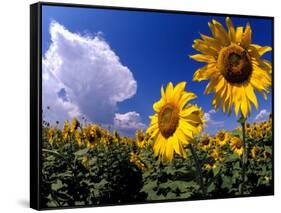 Sunflowers, Colorado, USA-Terry Eggers-Framed Stretched Canvas