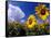 Sunflowers, Colorado, USA-Terry Eggers-Framed Stretched Canvas