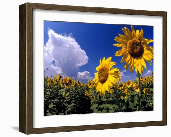 Sunflowers, Colorado, USA-Terry Eggers-Framed Premium Photographic Print