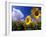 Sunflowers, Colorado, USA-Terry Eggers-Framed Premium Photographic Print