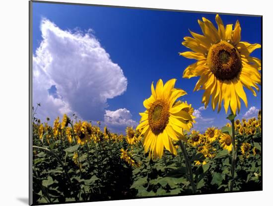 Sunflowers, Colorado, USA-Terry Eggers-Mounted Premium Photographic Print