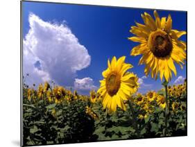 Sunflowers, Colorado, USA-Terry Eggers-Mounted Premium Photographic Print