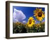 Sunflowers, Colorado, USA-Terry Eggers-Framed Photographic Print