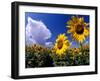 Sunflowers, Colorado, USA-Terry Eggers-Framed Photographic Print