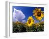 Sunflowers, Colorado, USA-Terry Eggers-Framed Photographic Print