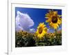 Sunflowers, Colorado, USA-Terry Eggers-Framed Photographic Print