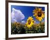 Sunflowers, Colorado, USA-Terry Eggers-Framed Photographic Print