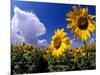 Sunflowers, Colorado, USA-Terry Eggers-Mounted Photographic Print