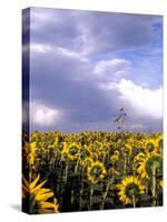 Sunflowers, Colorado, USA-Terry Eggers-Stretched Canvas