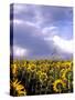 Sunflowers, Colorado, USA-Terry Eggers-Stretched Canvas