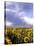 Sunflowers, Colorado, USA-Terry Eggers-Stretched Canvas