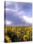 Sunflowers, Colorado, USA-Terry Eggers-Stretched Canvas