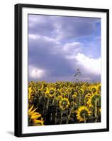 Sunflowers, Colorado, USA-Terry Eggers-Framed Premium Photographic Print