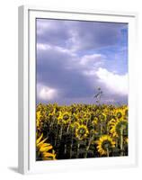 Sunflowers, Colorado, USA-Terry Eggers-Framed Premium Photographic Print