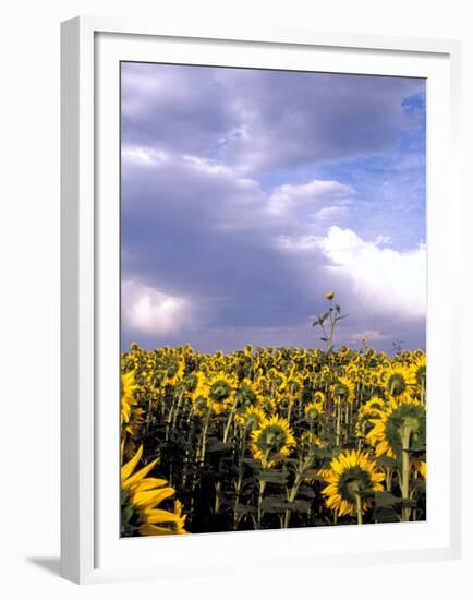 Sunflowers, Colorado, USA-Terry Eggers-Framed Premium Photographic Print