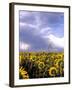 Sunflowers, Colorado, USA-Terry Eggers-Framed Premium Photographic Print