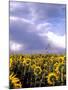 Sunflowers, Colorado, USA-Terry Eggers-Mounted Premium Photographic Print