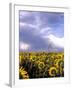 Sunflowers, Colorado, USA-Terry Eggers-Framed Photographic Print