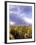 Sunflowers, Colorado, USA-Terry Eggers-Framed Photographic Print