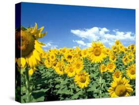 Sunflowers, Colorado, USA-Terry Eggers-Stretched Canvas