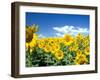 Sunflowers, Colorado, USA-Terry Eggers-Framed Photographic Print