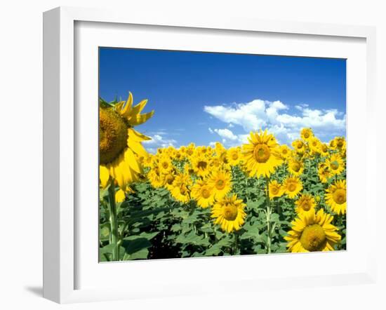 Sunflowers, Colorado, USA-Terry Eggers-Framed Photographic Print