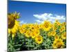 Sunflowers, Colorado, USA-Terry Eggers-Mounted Photographic Print