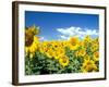 Sunflowers, Colorado, USA-Terry Eggers-Framed Photographic Print