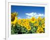 Sunflowers, Colorado, USA-Terry Eggers-Framed Photographic Print