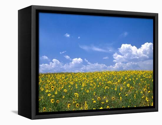 Sunflowers, Colorado, USA-Terry Eggers-Framed Stretched Canvas