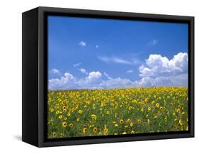 Sunflowers, Colorado, USA-Terry Eggers-Framed Stretched Canvas