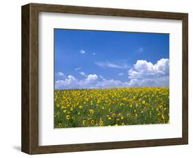 Sunflowers, Colorado, USA-Terry Eggers-Framed Photographic Print