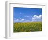 Sunflowers, Colorado, USA-Terry Eggers-Framed Photographic Print