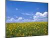 Sunflowers, Colorado, USA-Terry Eggers-Mounted Photographic Print