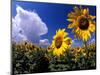 Sunflowers, Colorado, USA-Terry Eggers-Mounted Photographic Print