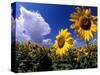 Sunflowers, Colorado, USA-Terry Eggers-Stretched Canvas