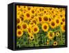 Sunflowers, Colorado, USA-Terry Eggers-Framed Stretched Canvas