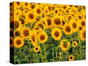 Sunflowers, Colorado, USA-Terry Eggers-Stretched Canvas