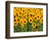 Sunflowers, Colorado, USA-Terry Eggers-Framed Photographic Print