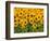 Sunflowers, Colorado, USA-Terry Eggers-Framed Photographic Print