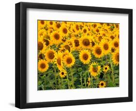 Sunflowers, Colorado, USA-Terry Eggers-Framed Photographic Print