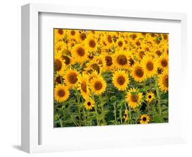 Sunflowers, Colorado, USA-Terry Eggers-Framed Photographic Print