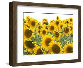 Sunflowers, Colorado, USA-Terry Eggers-Framed Photographic Print