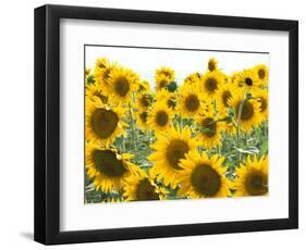 Sunflowers, Colorado, USA-Terry Eggers-Framed Photographic Print