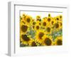 Sunflowers, Colorado, USA-Terry Eggers-Framed Photographic Print