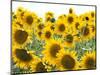 Sunflowers, Colorado, USA-Terry Eggers-Mounted Photographic Print