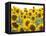 Sunflowers, Colorado, USA-Terry Eggers-Framed Stretched Canvas