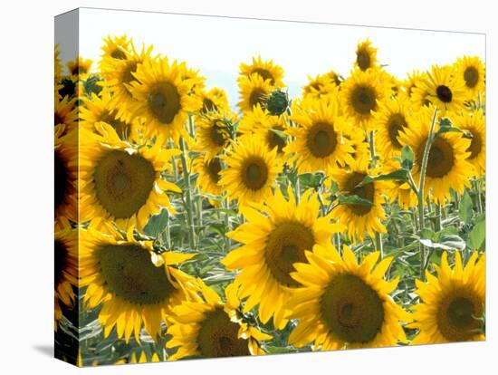 Sunflowers, Colorado, USA-Terry Eggers-Stretched Canvas