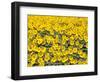 Sunflowers, Colorado, USA-Terry Eggers-Framed Photographic Print